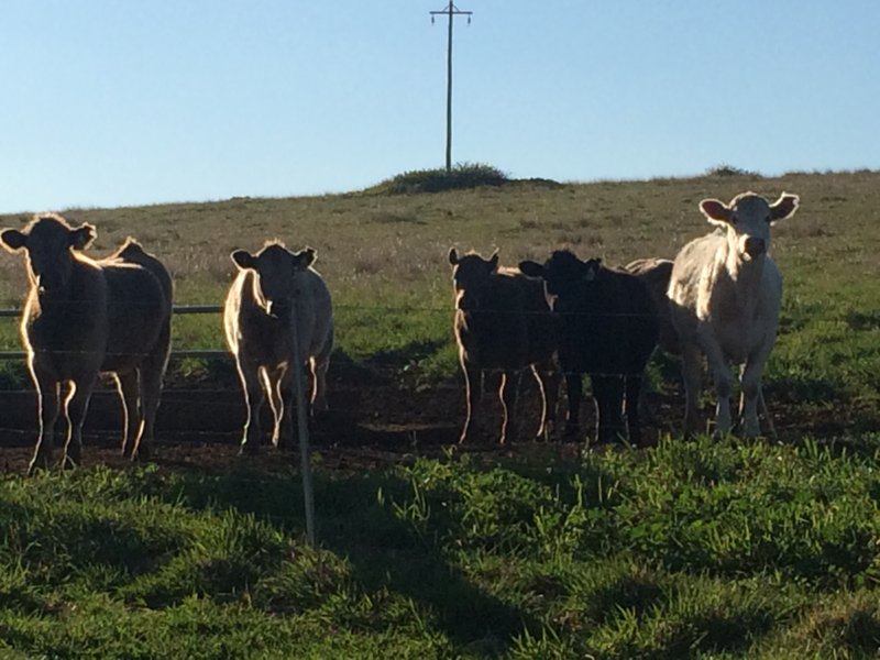 Land for Sale in Rivergum Way, Rouse Hill, NSW 2155 Pg. 3 realestate