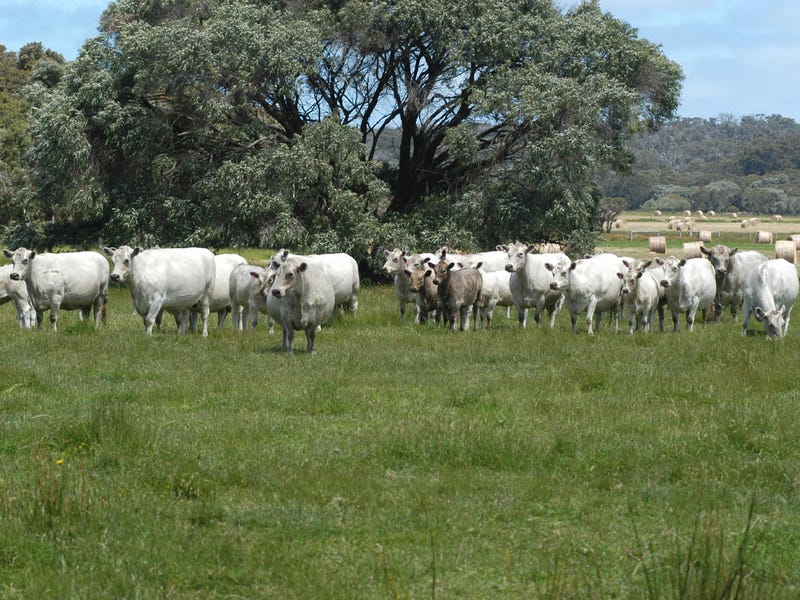 1165 Scott River Road, Scott River, WA 6288