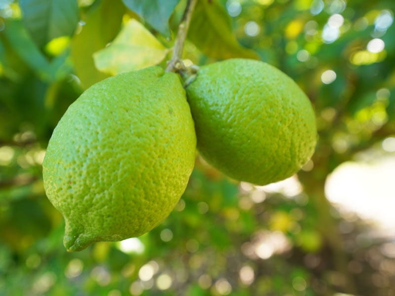 130 Channel Road, Walkamin, Qld 4872 Other for Sale