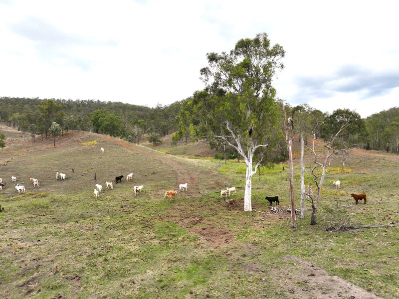 Linville address available on request Livestock for Sale 700283664