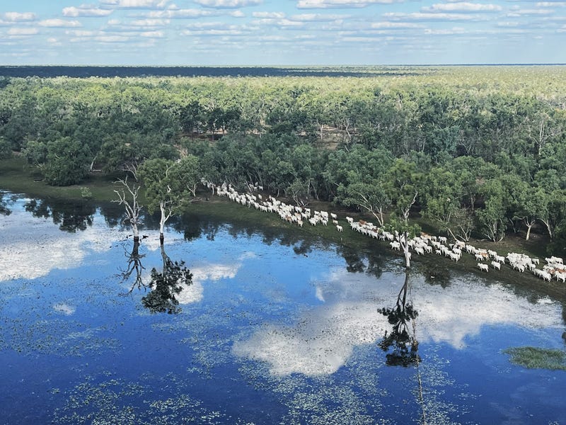 0 Burke Developmental Road, Normanton, Qld 4890 Livestock for Sale