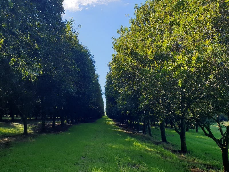 Sold Property Prices & Auction Results in Goonellabah, NSW 2480 (+1