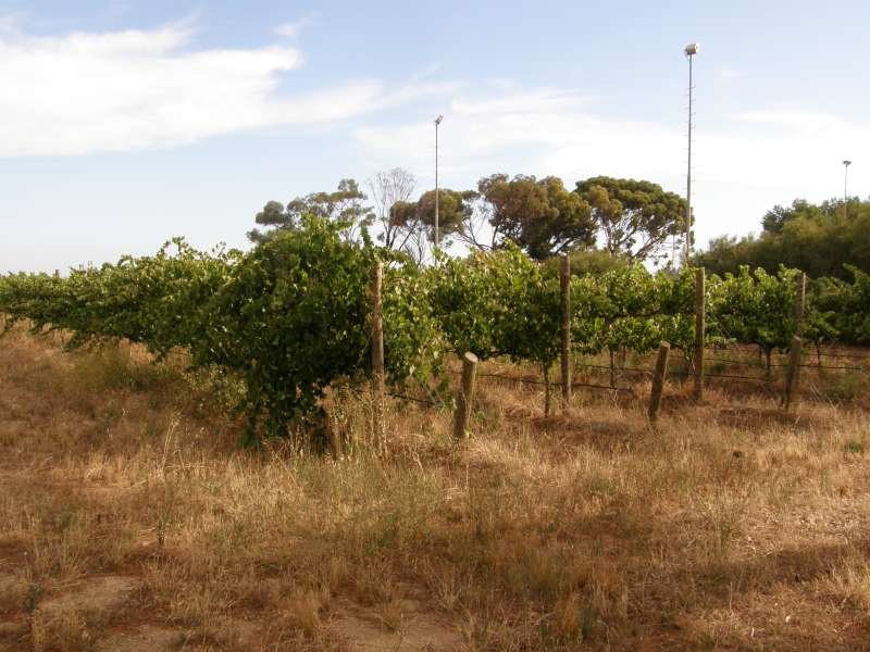 39 Murray Road, Langhorne Creek, SA 5255