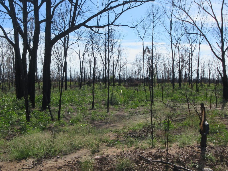 45 Tara Chinchilla Road, Tara, Qld 4421 Lifestyle for Sale