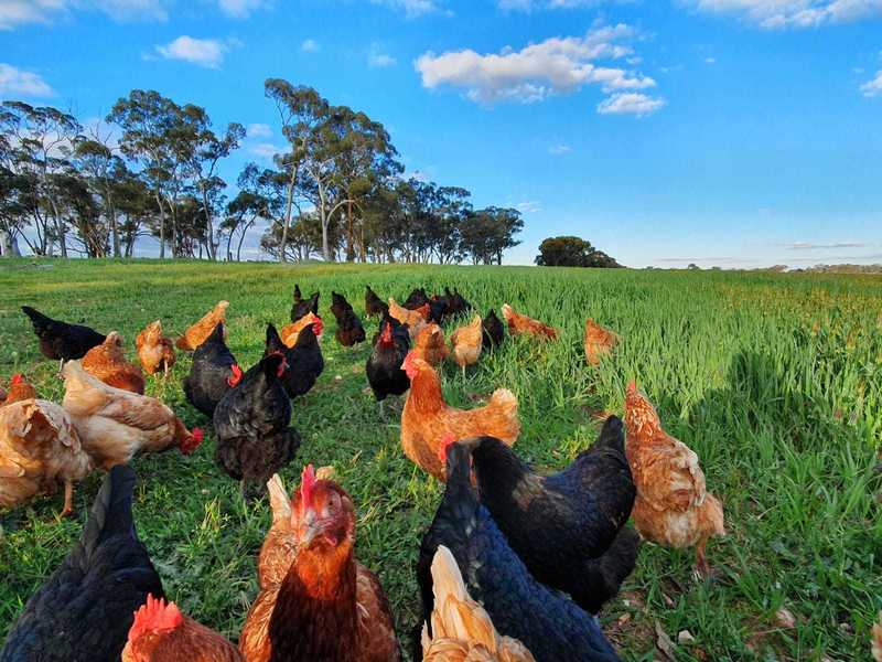 Real Estate & Property for Sale in Bendigo Greater Region, VIC Pg. 6