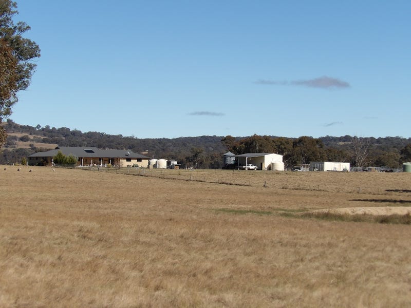 1029 Polhill Road, Wellingrove, NSW 2370 Livestock for Sale