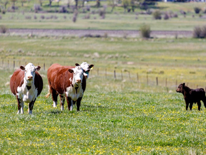 276 Currawang Road, Tirrannaville, NSW 2580