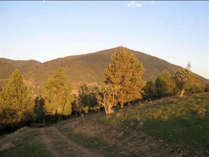 527 Glenrock Road, Rocky Creek, Bonshaw, NSW 2361 Property Details