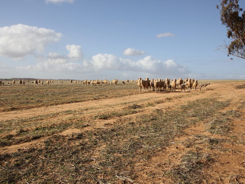 213 Bruce Rock South Road, Ardath, WA 6419 Property Details