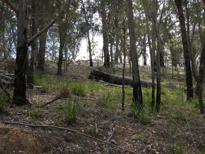 385 BLOMFIELD ROAD, Yarrowitch, NSW 2354 Property Details