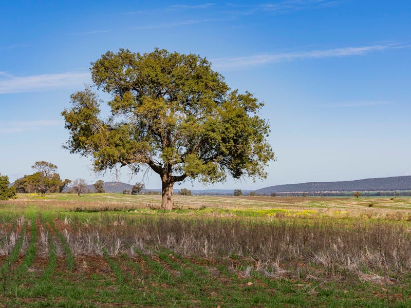 Barellan Road, Colinroobie, NSW 2700 Other for Sale
