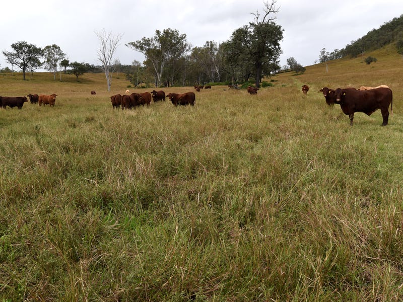 263 Muddy Creek Road, Linville, Qld 4314 Livestock for Sale