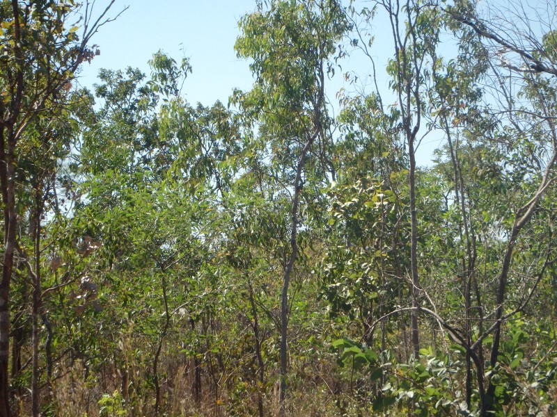 Land for Sale in NT Pg. 2