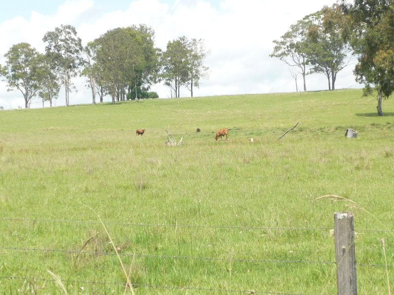 493 Avenue Road, Ulmarra, NSW 2462 Property Details