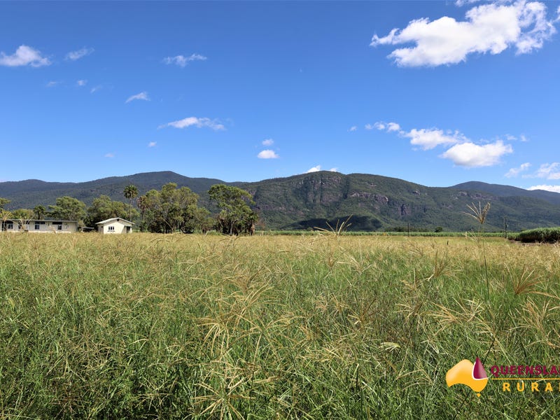 Giru address available on request Livestock for Sale 700311444