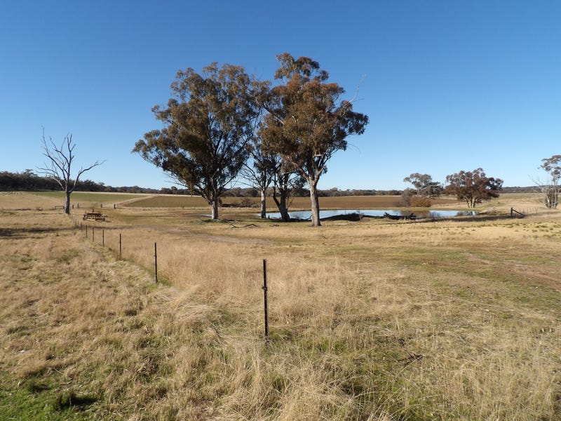 3242 Emmaville Road, Emmaville, NSW 2371 Livestock for Sale