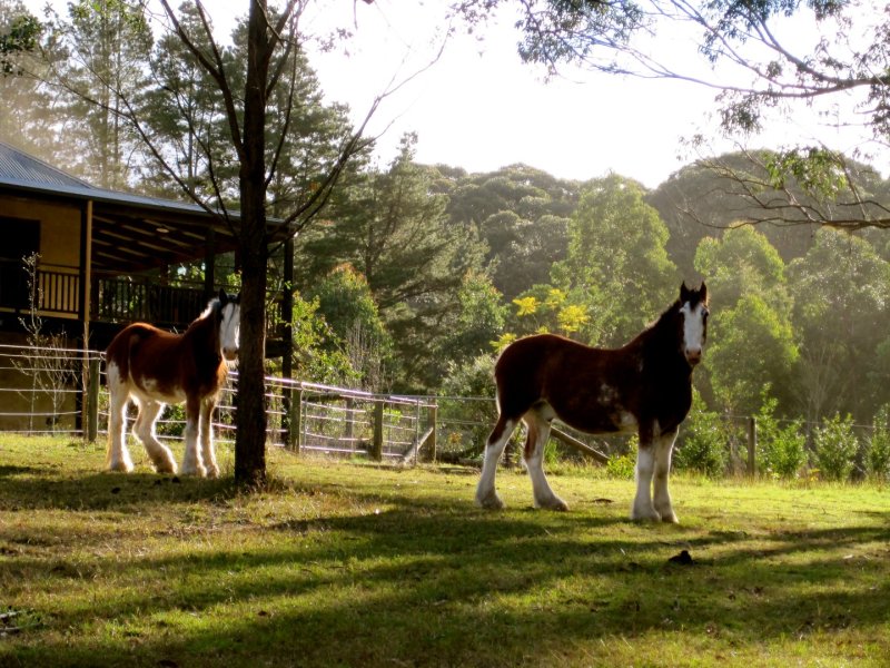 Property 119366559, Bilpin, NSW 2758 Property Details