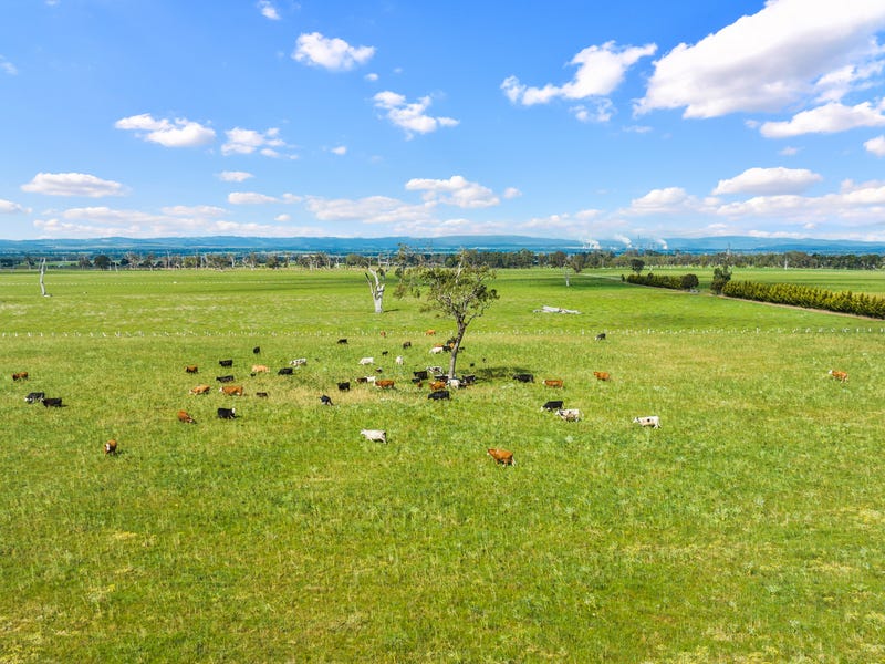 1169 Cairnbrook Road, Glengarry, Vic 3854 Livestock for Sale