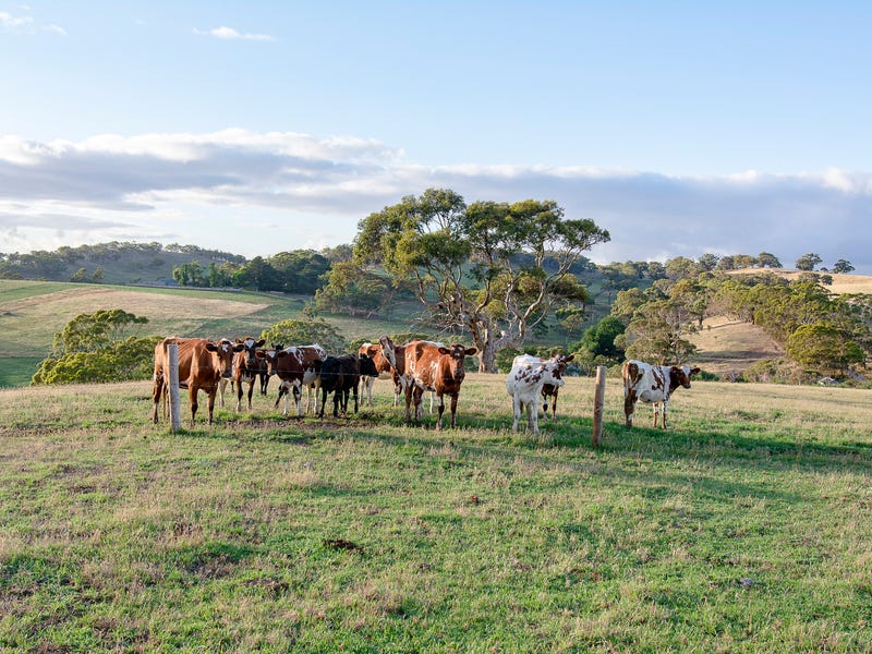 Houses For Sale Paris Creek Sa at Paul Moss blog