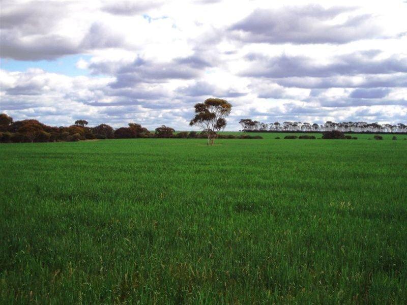 3144 Pingruplake Grace Road, South Lake Grace, WA 6353