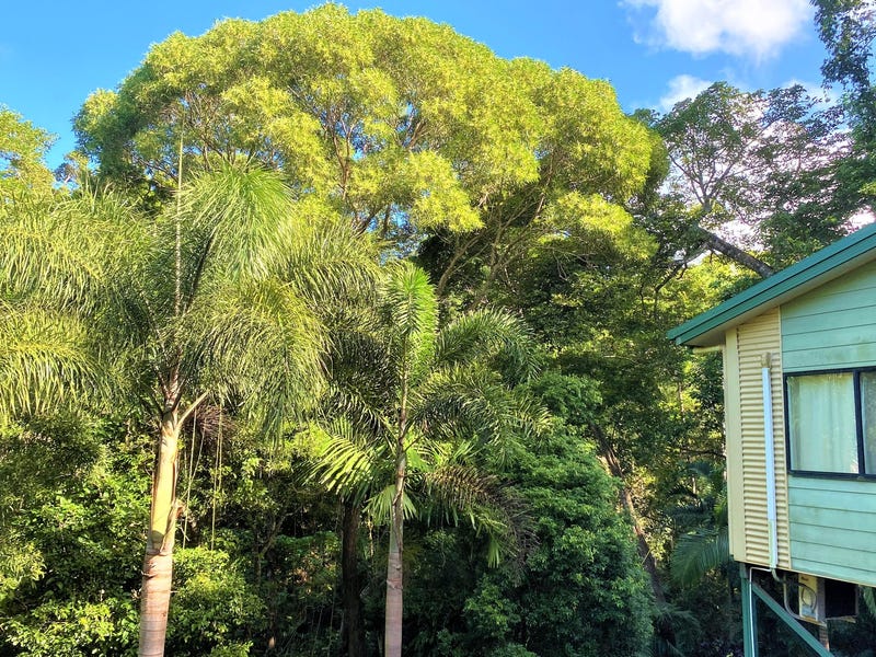 20 Rainforest Street, Cooktown, QLD 4895