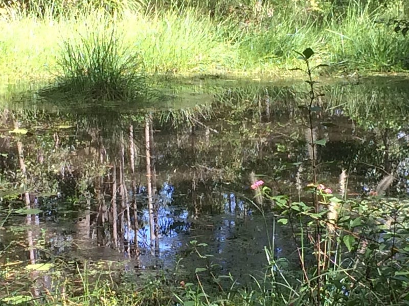 2605 Afterlee Road, Kyogle, NSW 2474 Property Details