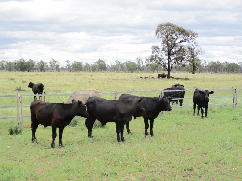 2461 ACRES CATTLE GRAZING, Tara, Qld 4421 Livestock for Sale