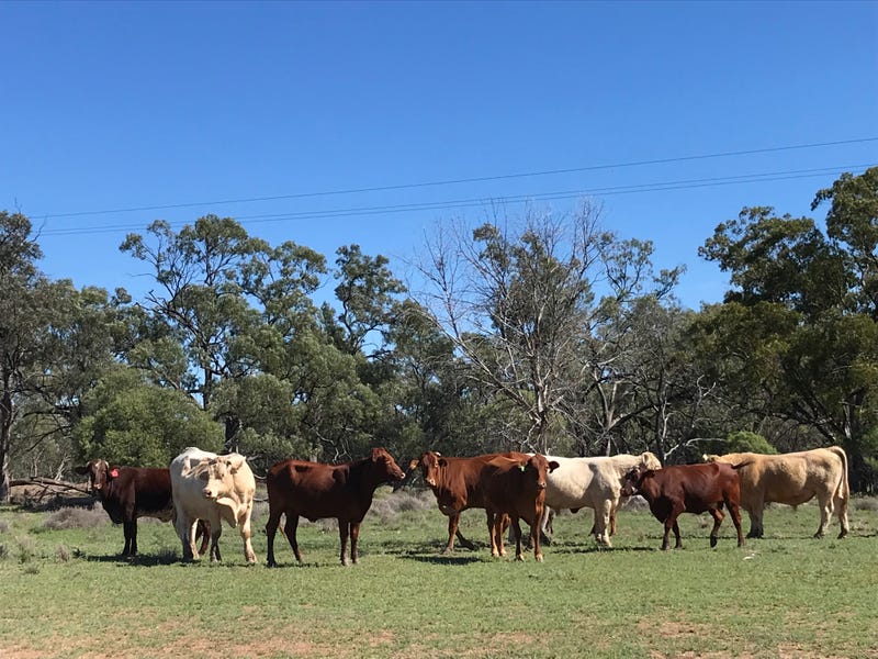 " Long Swap ", Collarenebri, NSW 2833 Other for Sale