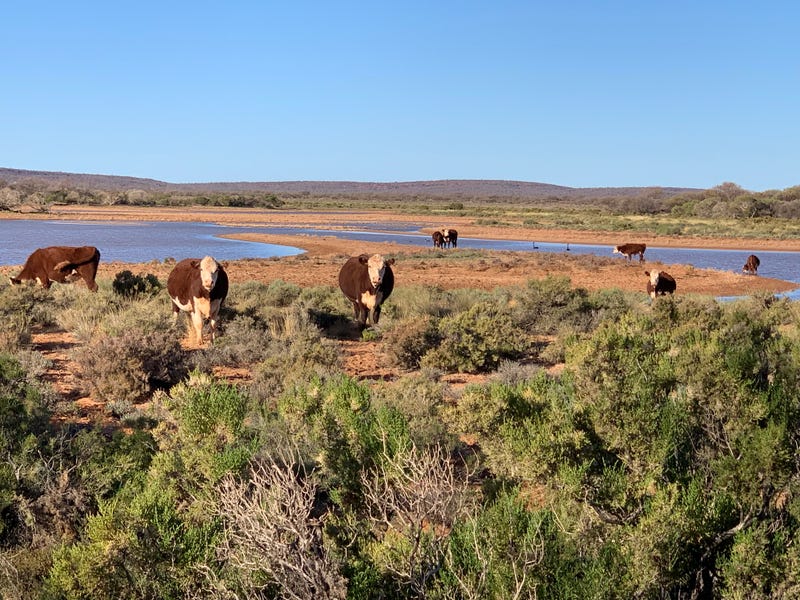 Call girl Between Wiluna