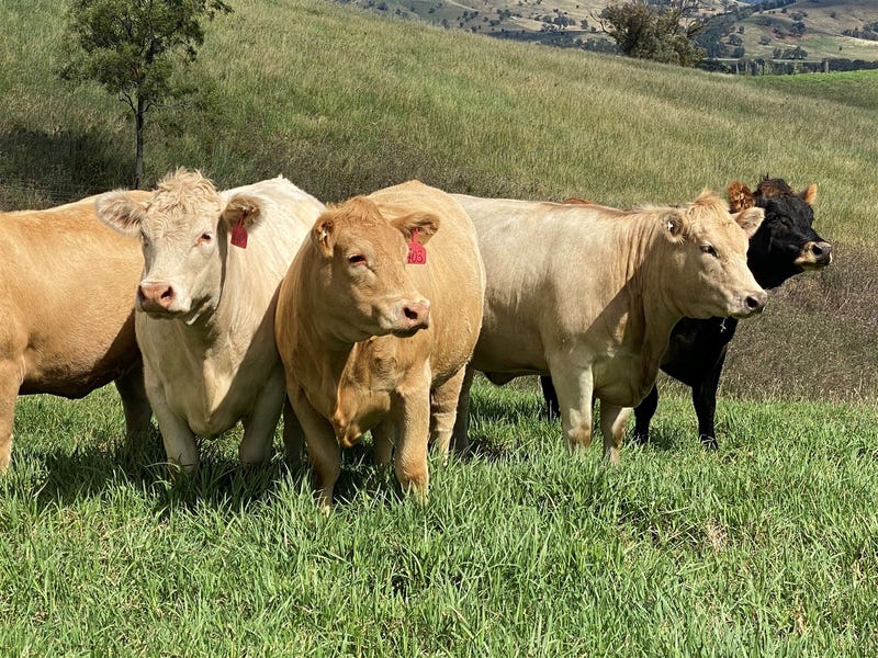 Part 914 Queens Pinch Road, Mudgee, NSW 2850 Property Details