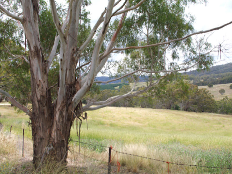 1250 Corrowong Rd, Delegate, NSW 2633 Property Details