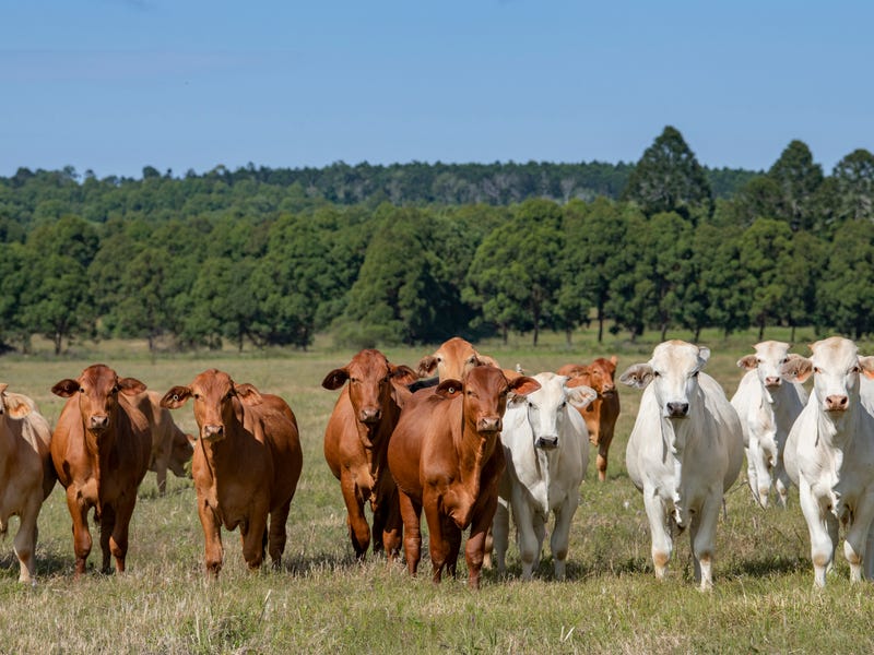 1474 New England Highway, Upper Yarraman, QLD 4614