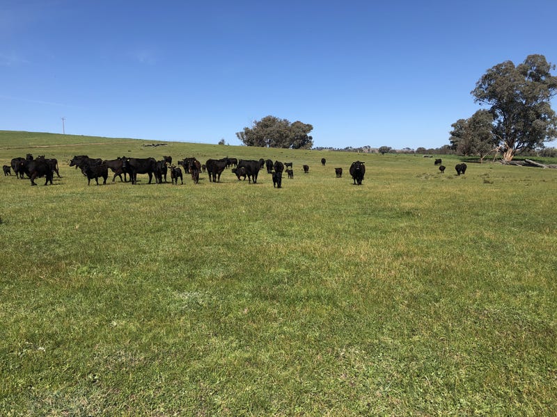 698 Little Billabong Rd, Little Billabong, NSW 2644 