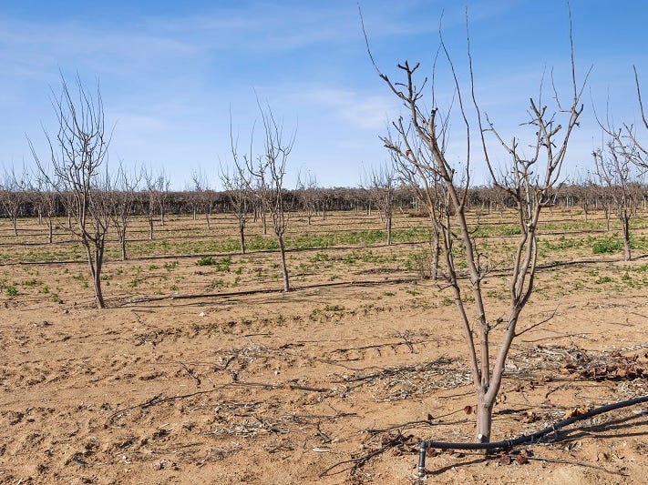 78 Clements Road, Cobdogla, SA 5346 Other for Sale