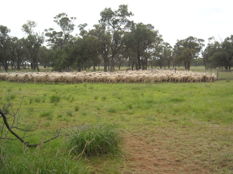 . BLUE RIBBON SHEEP COUNTRY , Cunnamulla, Qld 4490 Property Details