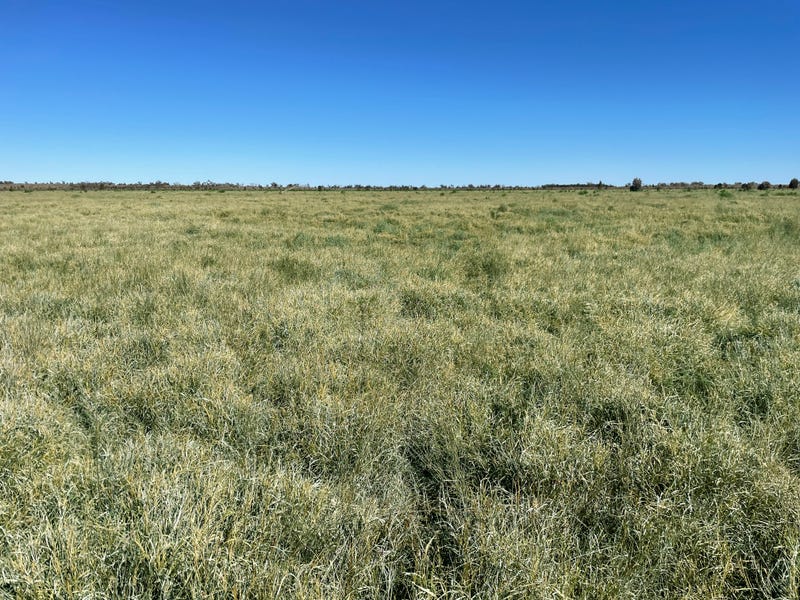 Real Estate & Property for Sale in Dirranbandi, QLD 4486 realestate