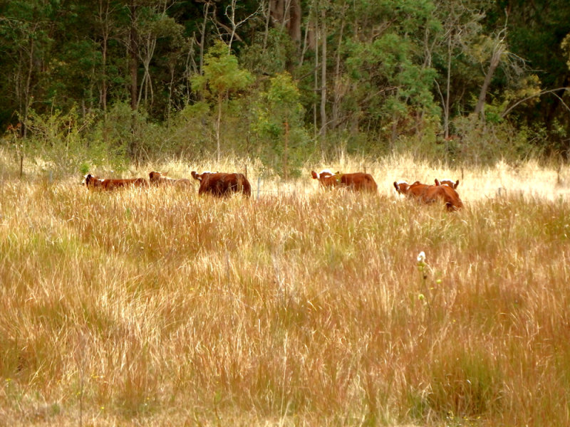 3007 Old Tenterfield Road, Busbys Flat, NSW 2469