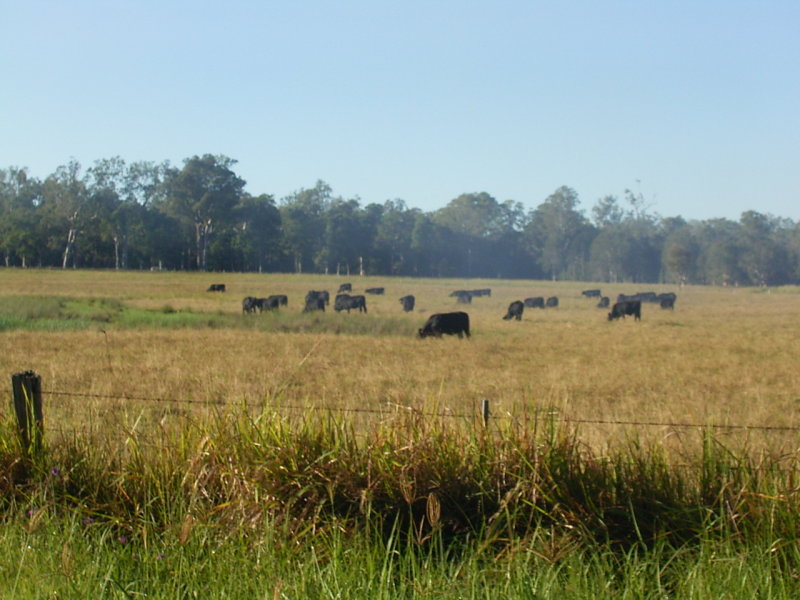 380 Busbys Flat Road, Leeville, NSW 2470