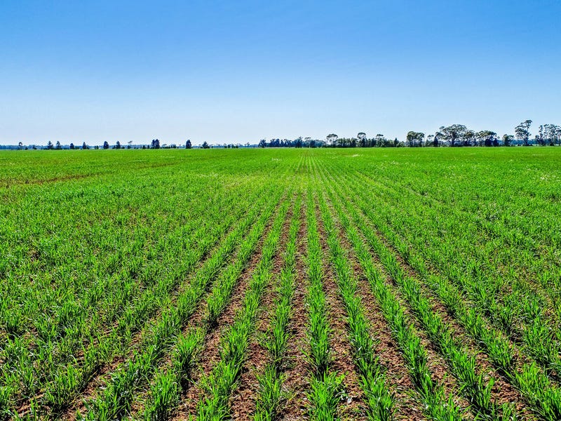 'Pangee Park' Peisley Road, Nyngan, NSW 2825 Cropping for Sale