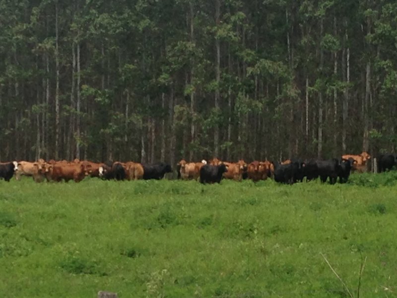 Busby's Flat Old School Road, Casino, NSW 2470 Property Details