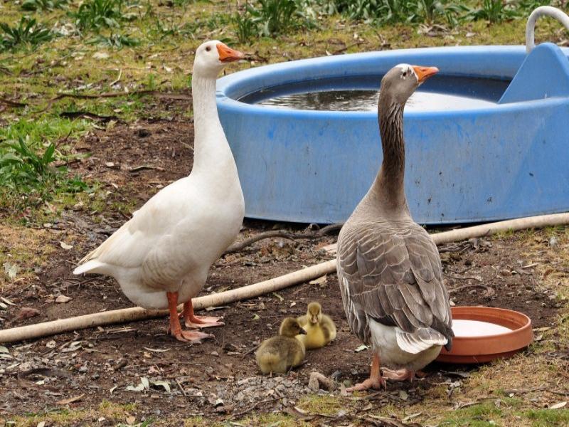 818 Piggott Range Road, Onkaparinga Hills, SA 5163