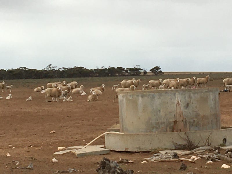 Section 27, Hundred of Bonython, Ceduna, SA 5690 Mixed Farming for