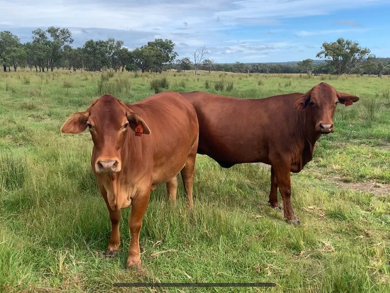 Real Estate for Sale in NSW Pg. 61