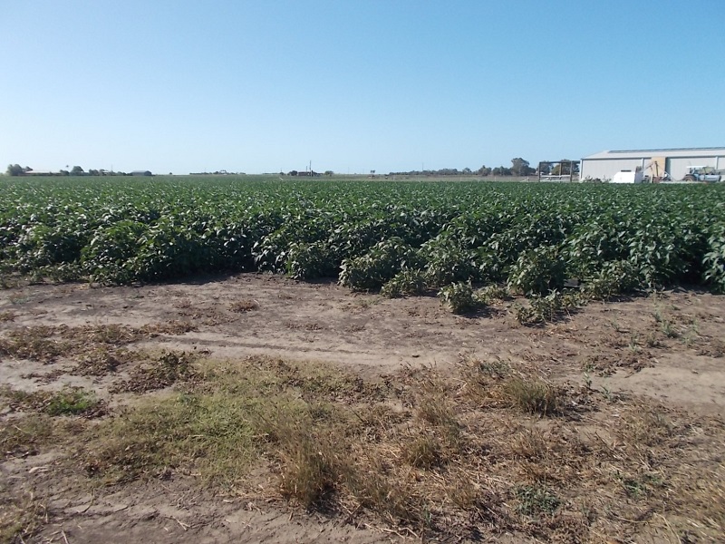 Real Estate & Property for Sale in Ayr, QLD 4807 (+1 location) Pg. 6