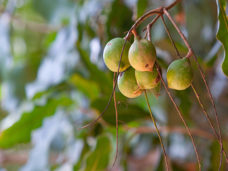 144 Fraser Road, Dunoon, NSW 2480 Property Details