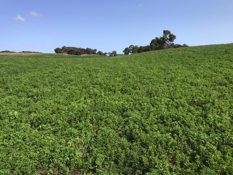 1560 Homestead Road, Tintinara, SA 5266