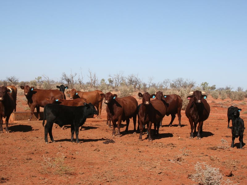 Property 700256112, Thargomindah, Qld 4492 Property Details