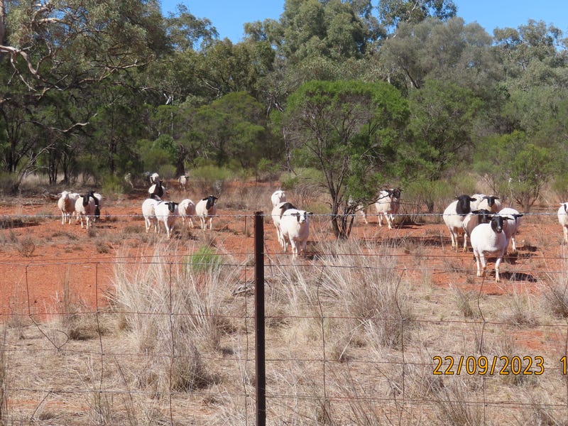 * The Retreat, Cobar, NSW 2835 Lifestyle for Sale