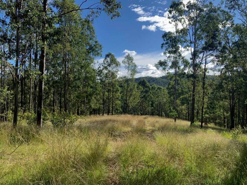 Lot 541, Purgatory Creek Road, Lilydale, NSW 2460 Property Details