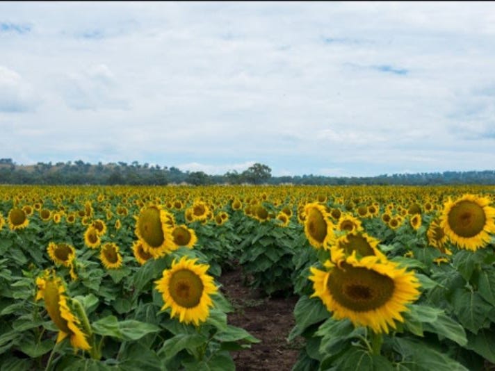 7 Yarraman Street, Blackville, NSW 2343 Property Details